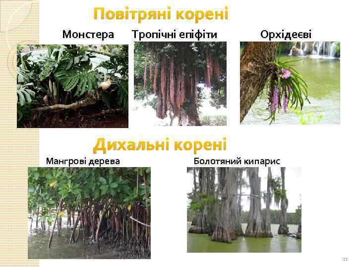 Повітряні корені Монстера Тропічні епіфіти Орхідеєві Дихальні корені Мангрові дерева Болотяний кипарис 11 