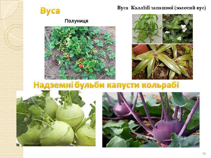 Вуса Каллізії запашної (золотий вус) Полуниця Надземні бульби капусти кольрабі 13 
