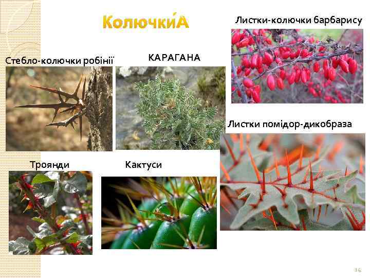 Колючки Стебло-колючки робінії Листки-колючки барбарису КАРАГАНА Листки помідор-дикобраза Троянди Кактуси 14 