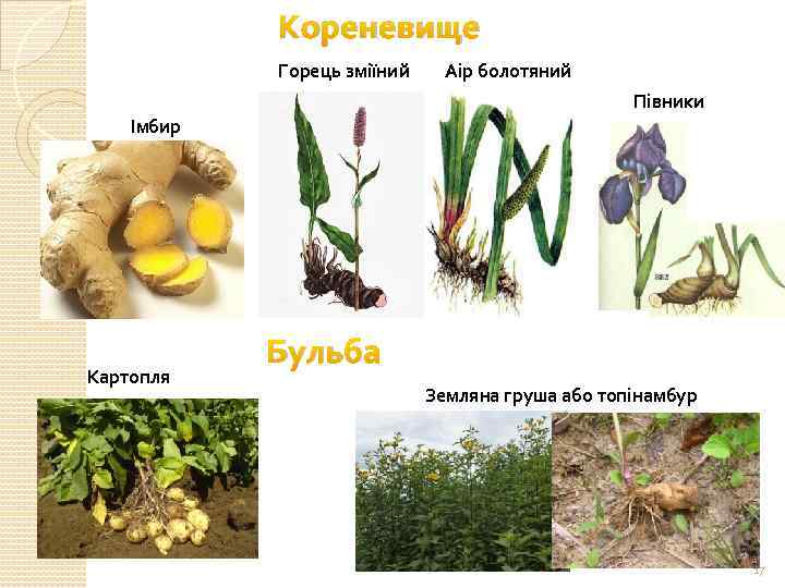 Кореневище Горець зміїний Аір болотяний Півники Імбир Картопля Бульба Земляна груша або топінамбур 17