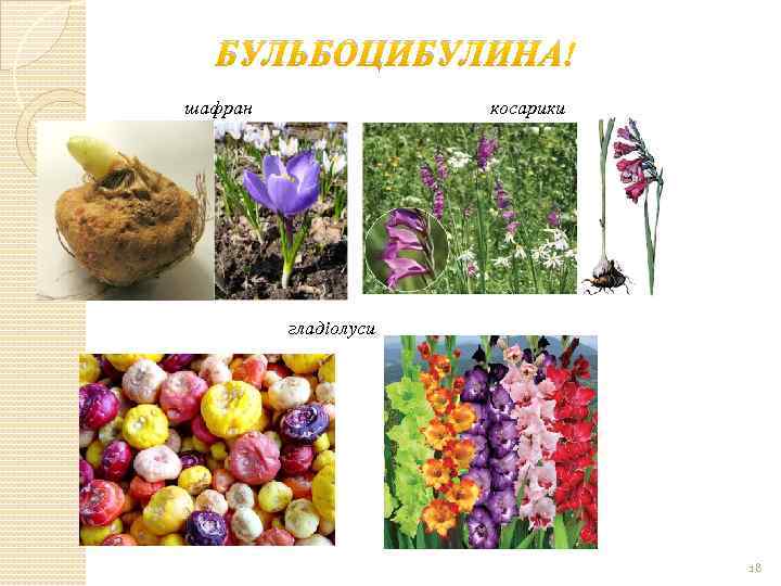 БУЛЬБОЦИБУЛИНА шафран косарики гладіолуси 18 