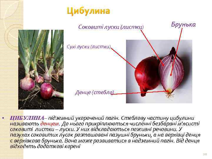 Цибулина Соковиті луски (листки) Брунька Сухі луски (листки) Денце (стебло) • ЦИБУЛИНА– підземний укорочений