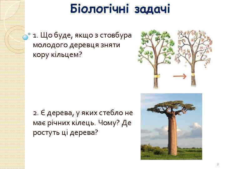 Біологічні задачі 1. Що буде, якщо з стовбура молодого деревця зняти кору кільцем? 2.