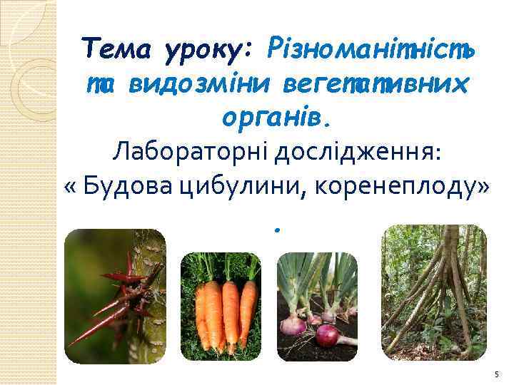 Тема уроку: Різноманітність та видозміни вегетативних органів. Лабораторні дослідження: « Будова цибулини, коренеплоду» .