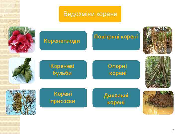 Видозміни кореня Коренеплоди Повітряні корені Кореневі бульби Опорні корені Корені присоски Дихальні корені 7