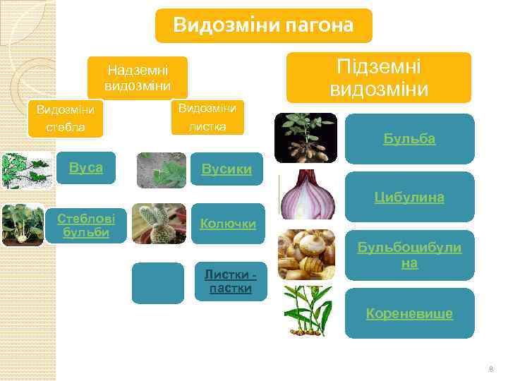 Видозміни пагона Підземні видозміни Надземні видозміни Видозміни стебла Вуса Видозміни листка Бульба Вусики Цибулина