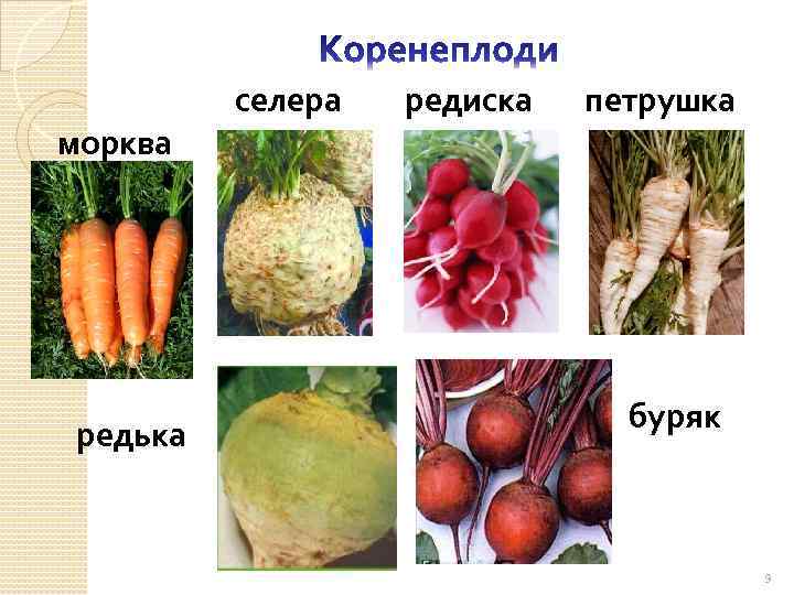 селера редиска петрушка морква редька буряк 9 