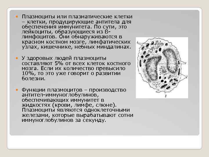 Схема строения плазмоцита