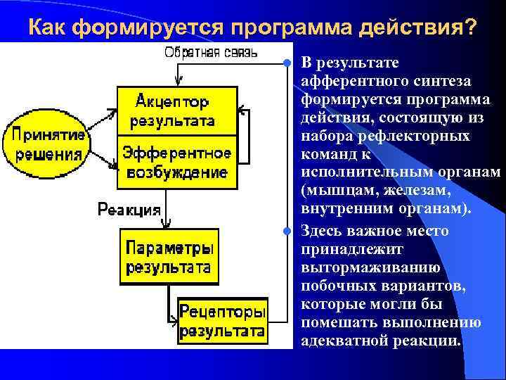 Как формируется программа действия? В результате афферентного синтеза формируется программа действия, состоящую из набора