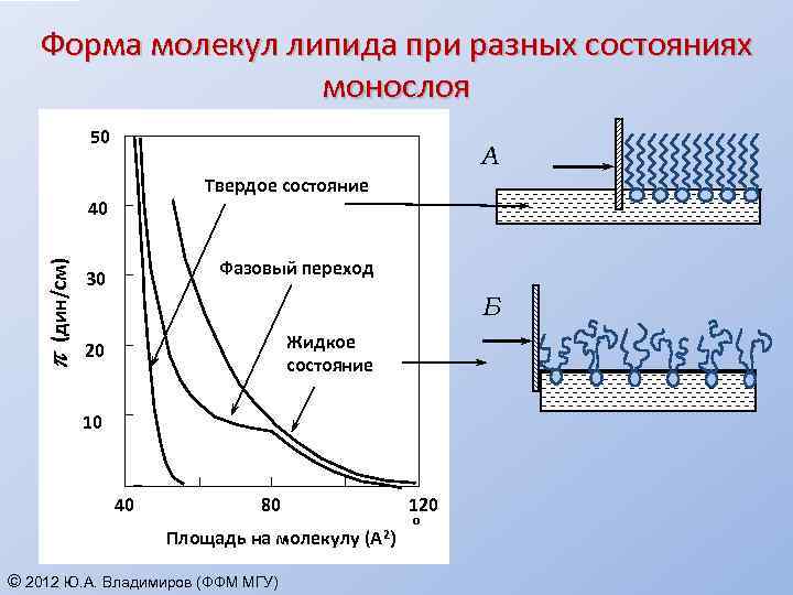 Форма молекул липида при разных состояниях монослоя 50 А Твердое состояние p (дин/см) 40
