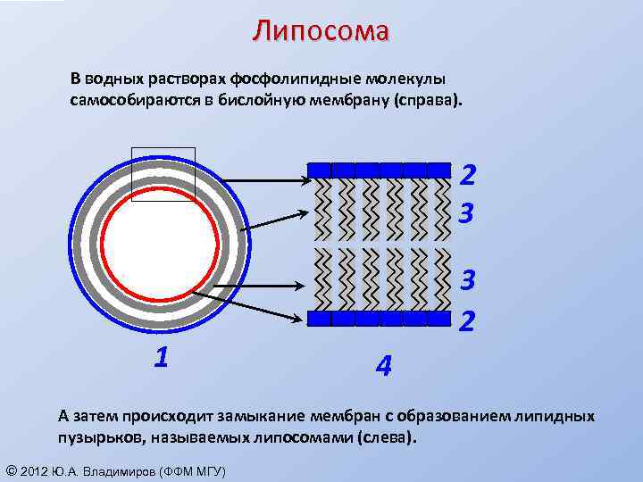 Каким номером обозначена структура. Бислойная мембрана. Бислойная липидная мембрана. Формирование бислойной липидной мембраны. Бислойная липидная мембрана липосомы.