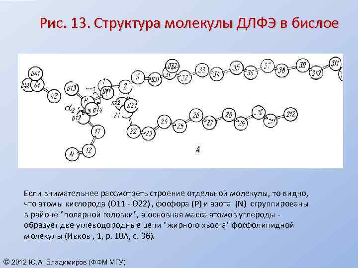Рис. 13. Структура молекулы ДЛФЭ в бислое Если внимательнее рассмотреть строение отдельной молекулы, то