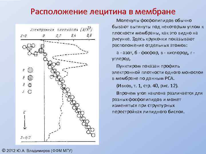 Расположение лецитина в мембране Молекулы фосфолипидов обычно бывают вытянуты под некоторым углом к плоскости