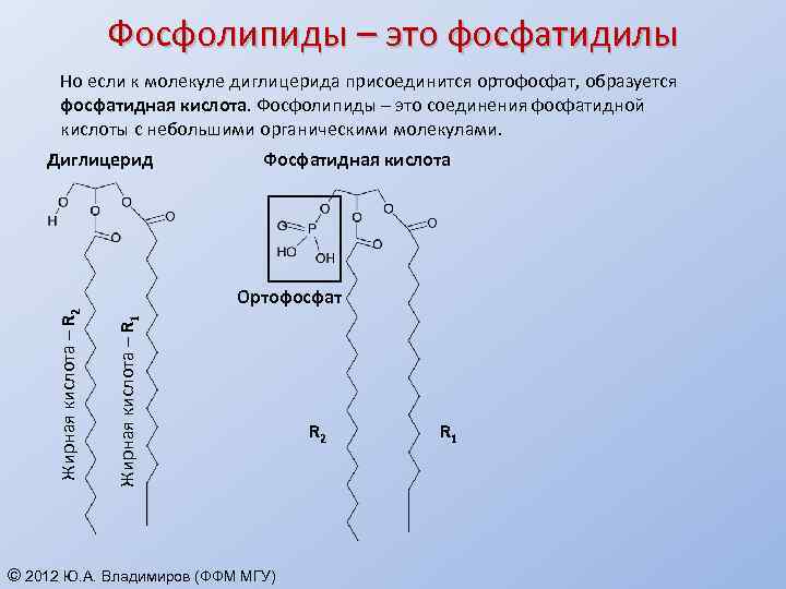 Схема образования фосфолипидов