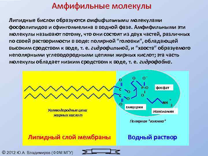 Амфифильные молекулы Липидные бислои образуются амфифильными молекулами фосфолипидов и сфингомиелина в водной фазе. Амфифильными