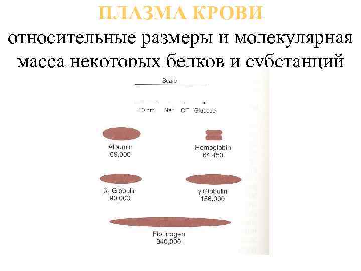 Относительный диаметр. Молекулярная масса белков плазмы крови. Молекулярный вес Размерность. Белки плазмы крови молекулярная масса. Масса белков в крови.