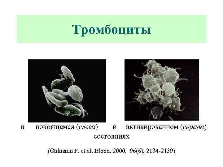 Тромбоциты в покоящемся (слева) и активированном (справа) состояниях (Ohlmann P. et al. Blood. 2000,