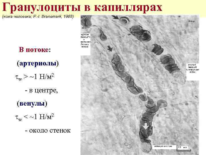 Гранулоциты в капиллярах (кожа человека; P. -I. Branemark, 1968) В потоке: (артериолы) tw >