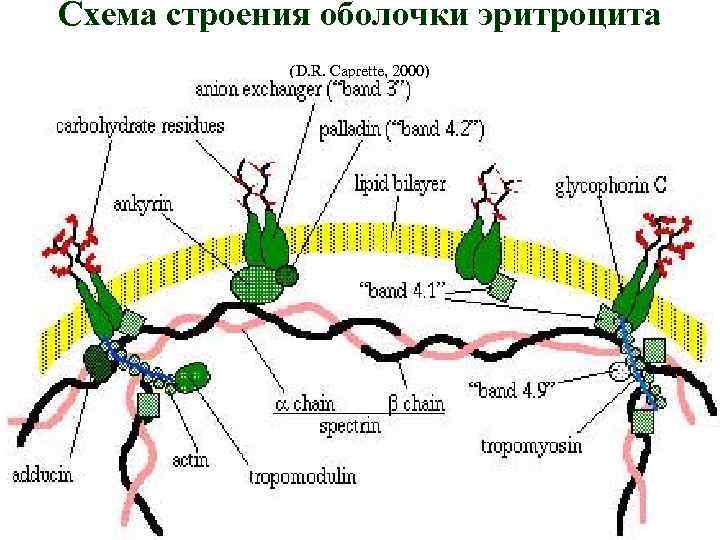 Схема строения оболочки эритроцита (D. R. Caprette, 2000) 