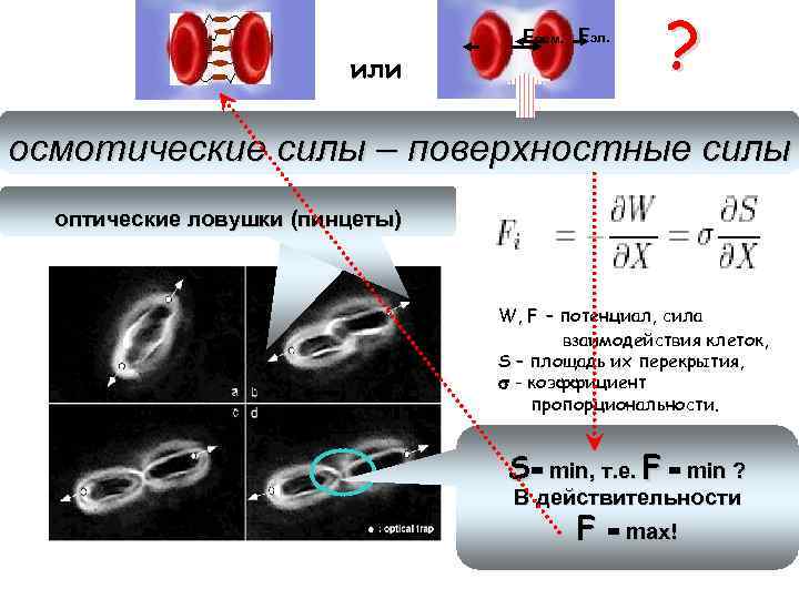 Fосм. Fэл. или ? осмотические силы – поверхностные силы оптические ловушки (пинцеты) W, F