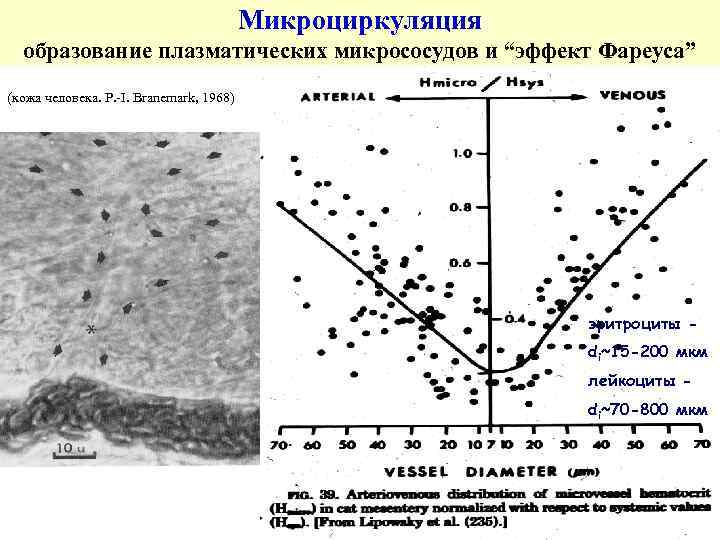 Микроциркуляция образование плазматических микрососудов и “эффект Фареуса” (кожа человека. P. -I. Branemark, 1968) эритроциты