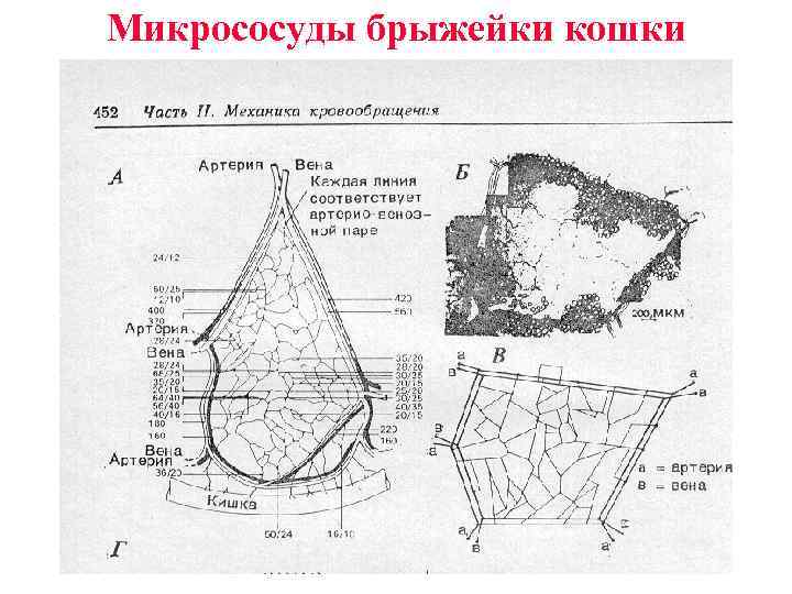 Микрососуды брыжейки кошки 