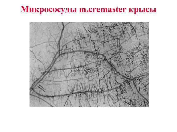 Микрососуды m. cremaster крысы 