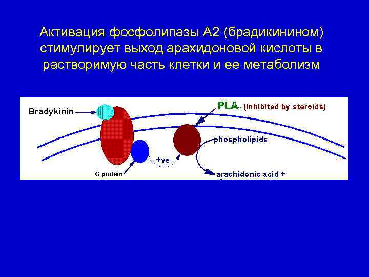 Активация фосфолипазы А 2 (брадикинином) стимулирует выход арахидоновой кислоты в растворимую часть клетки и