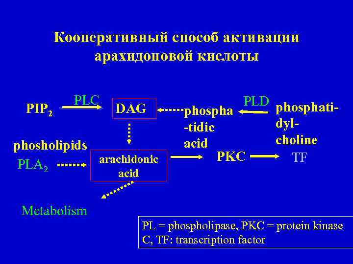 Кооперативный способ активации арахидоновой кислоты PIP 2 PLC DAG phosholipids arachidonic PLA 2 PLD