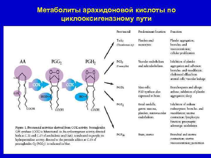 Метаболиты арахидоновой кислоты по циклооксигеназному пути 