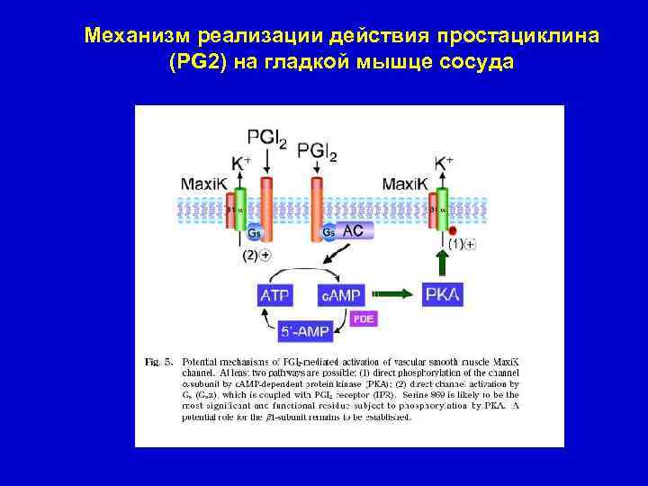 Механизм реализации действия простациклина (PG 2) на гладкой мышце сосуда 
