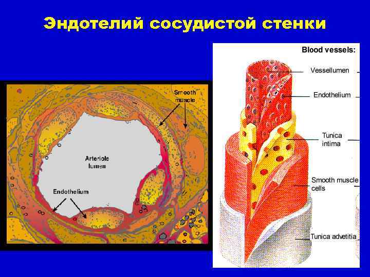 Повышение сосудистого тонуса в смартфоне