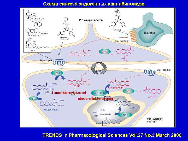 Схема синтеза эндогенных каннабиноидов 2 -arachidonoylglycerol phospholipid precursor TRENDS in Pharmacological Sciences Vol. 27