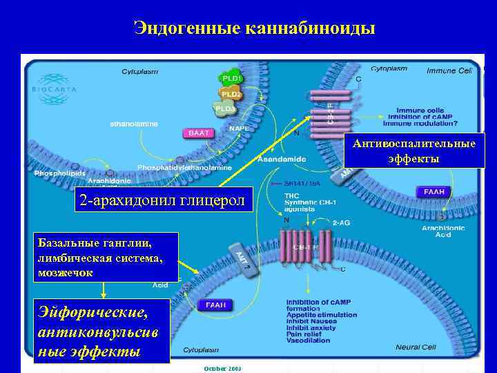 Эндогенные каннабиноиды Антивоспалительные эффекты 2 -арахидонил глицерол Базальные ганглии, лимбическая система, мозжечок Эйфорические, антиконвульсив