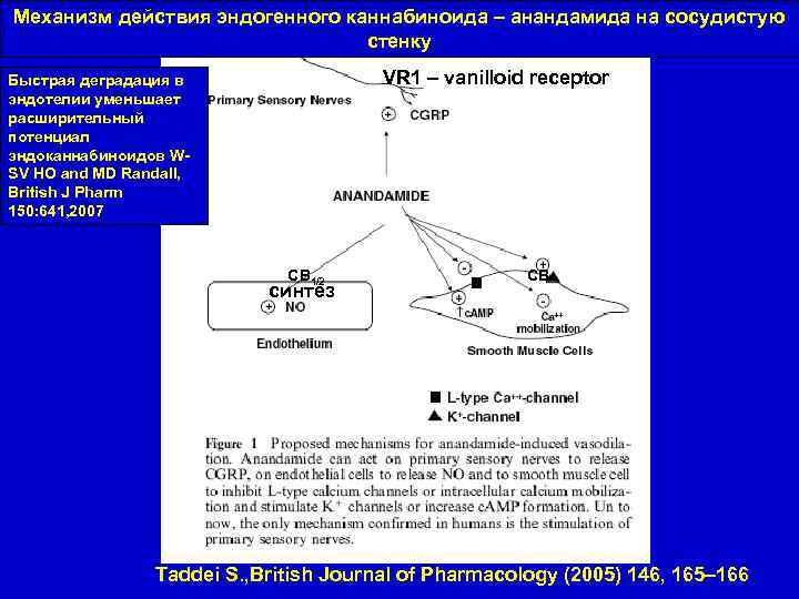 Механизм действия эндогенного каннабиноида – анандамида на сосудистую стенку VR 1 – vanilloid receptor