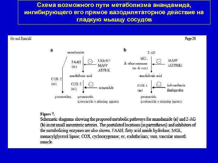 Схема возможного пути метаболизма анандамида, ингибирующего прямое вазодилятаторное действие на гладкую мышцу сосудов 