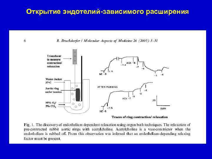 Открытие эндотелий-зависимого расширения 