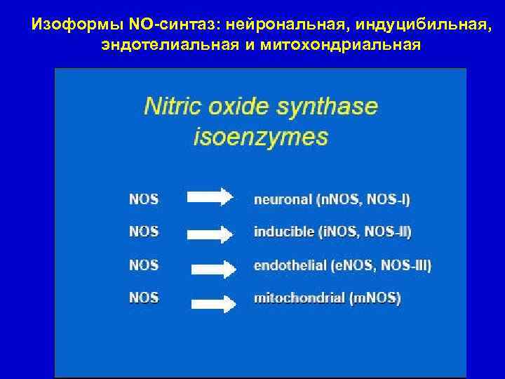 Изоформы NO-синтаз: нейрональная, индуцибильная, эндотелиальная и митохондриальная 