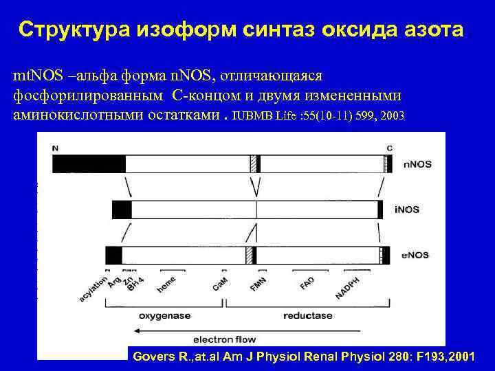 Структура изоформ синтаз оксида азота mt. NOS –альфа форма n. NOS, отличающаяся фосфорилированным С-концом
