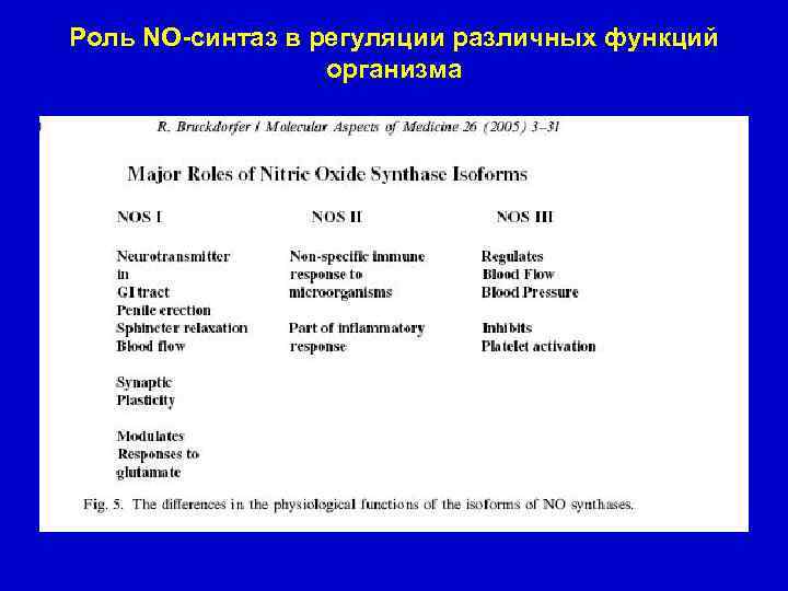 Роль NO-синтаз в регуляции различных функций организма 