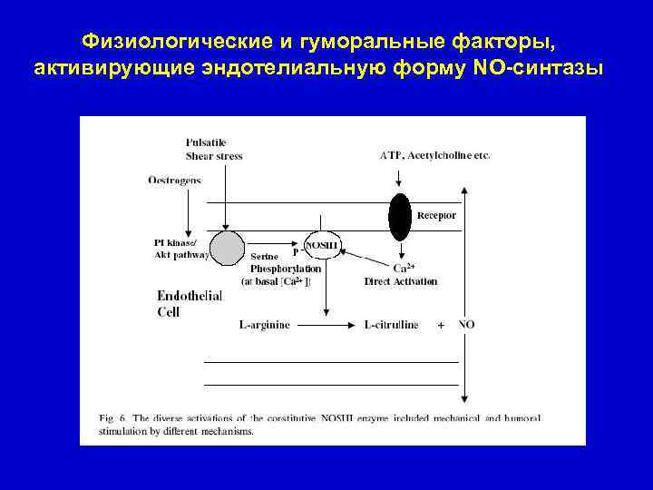 Физиологические и гуморальные факторы, активирующие эндотелиальную форму NO-синтазы 