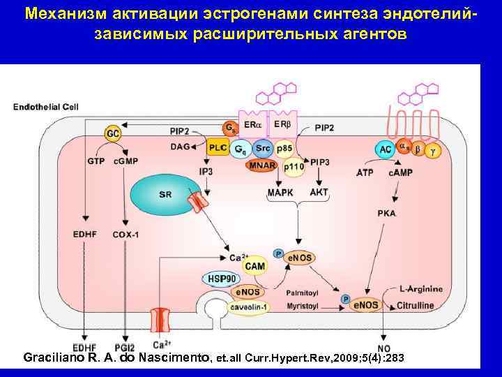 Механизм активации эстрогенами синтеза эндотелийзависимых расширительных агентов Graciliano R. A. do Nascimento, et. all