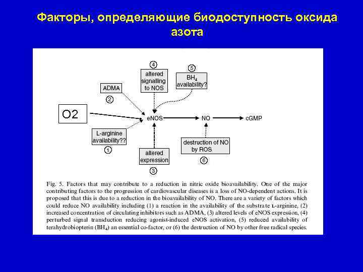 Факторы, определяющие биодоступность оксида азота O 2 
