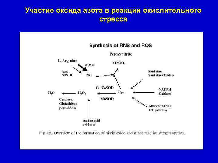 Участие оксида азота в реакции окислительного стресса 