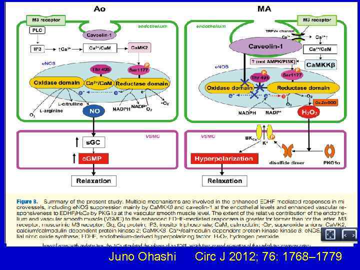 Juno Ohashi Circ J 2012; 76: 1768– 1779 