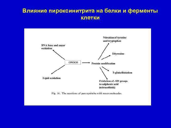 Влияние пироксинитрита на белки и ферменты клетки 