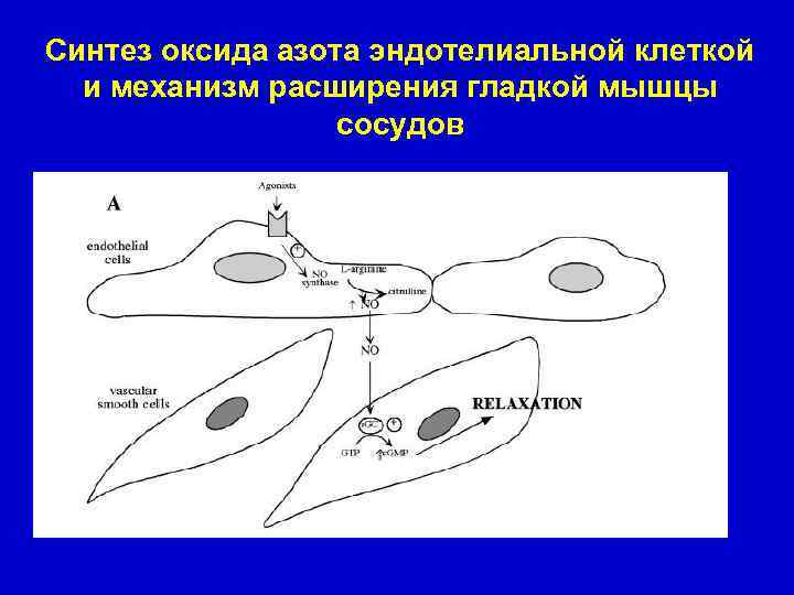Синтез оксида азота эндотелиальной клеткой и механизм расширения гладкой мышцы сосудов 