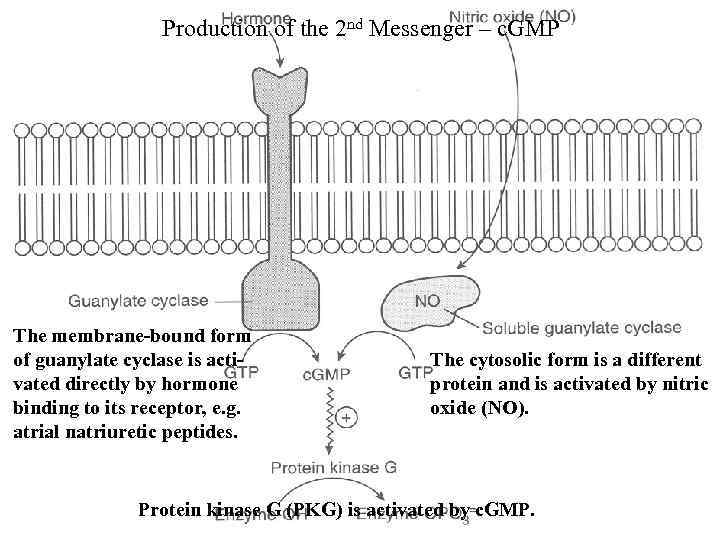 Production of the 2 nd Messenger – c. GMP The membrane-bound form of guanylate