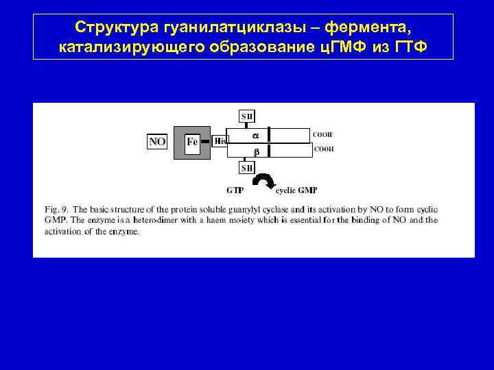 Структура гуанилатциклазы – фермента, катализирующего образование ц. ГМФ из ГТФ 