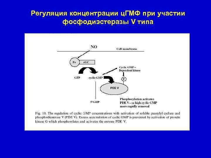 Регуляция концентрации ц. ГМФ при участии фосфодиэстеразы V типа 